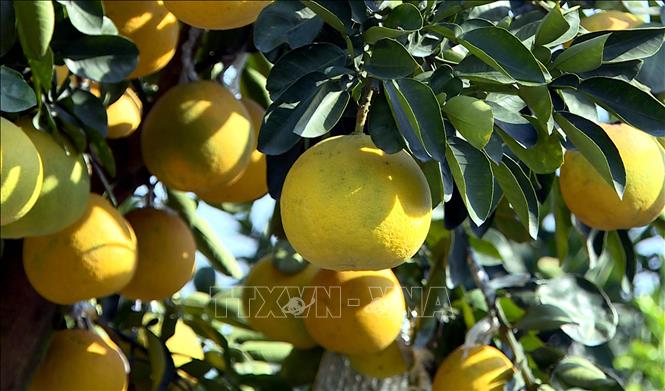 ចំណងជើងរូបថត