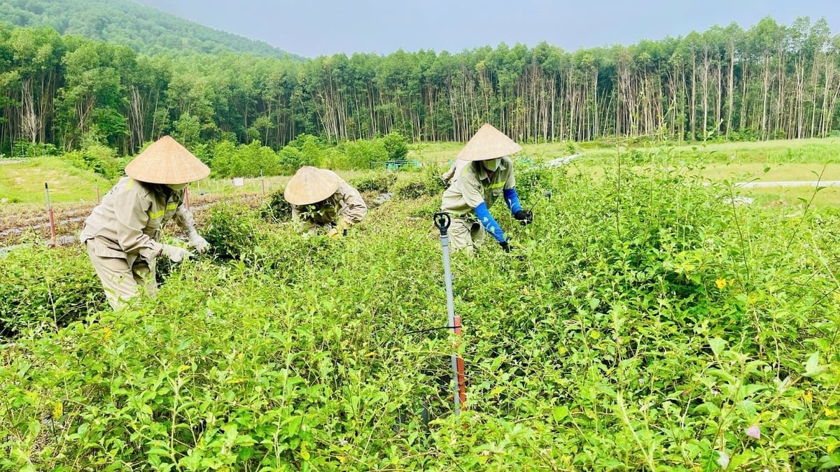 Vùng nguyên liệu của HTX Tĩnh Sáng Đường. Ảnh: Phạm Tuân.