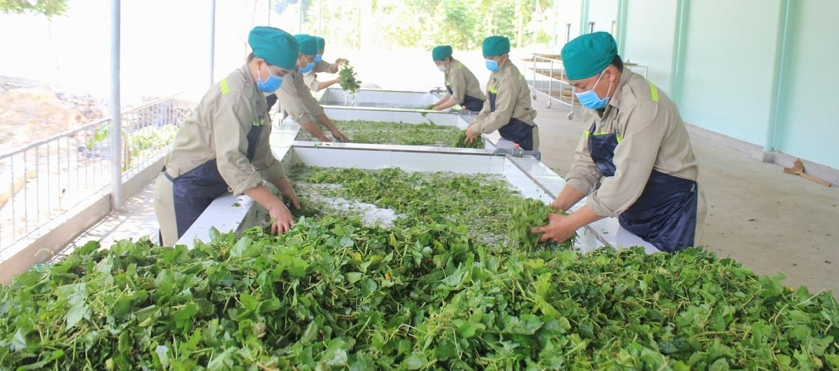 Công nhân rửa sản phẩm thô sau khi thu hoạch. Ảnh: Phạm Tuân.