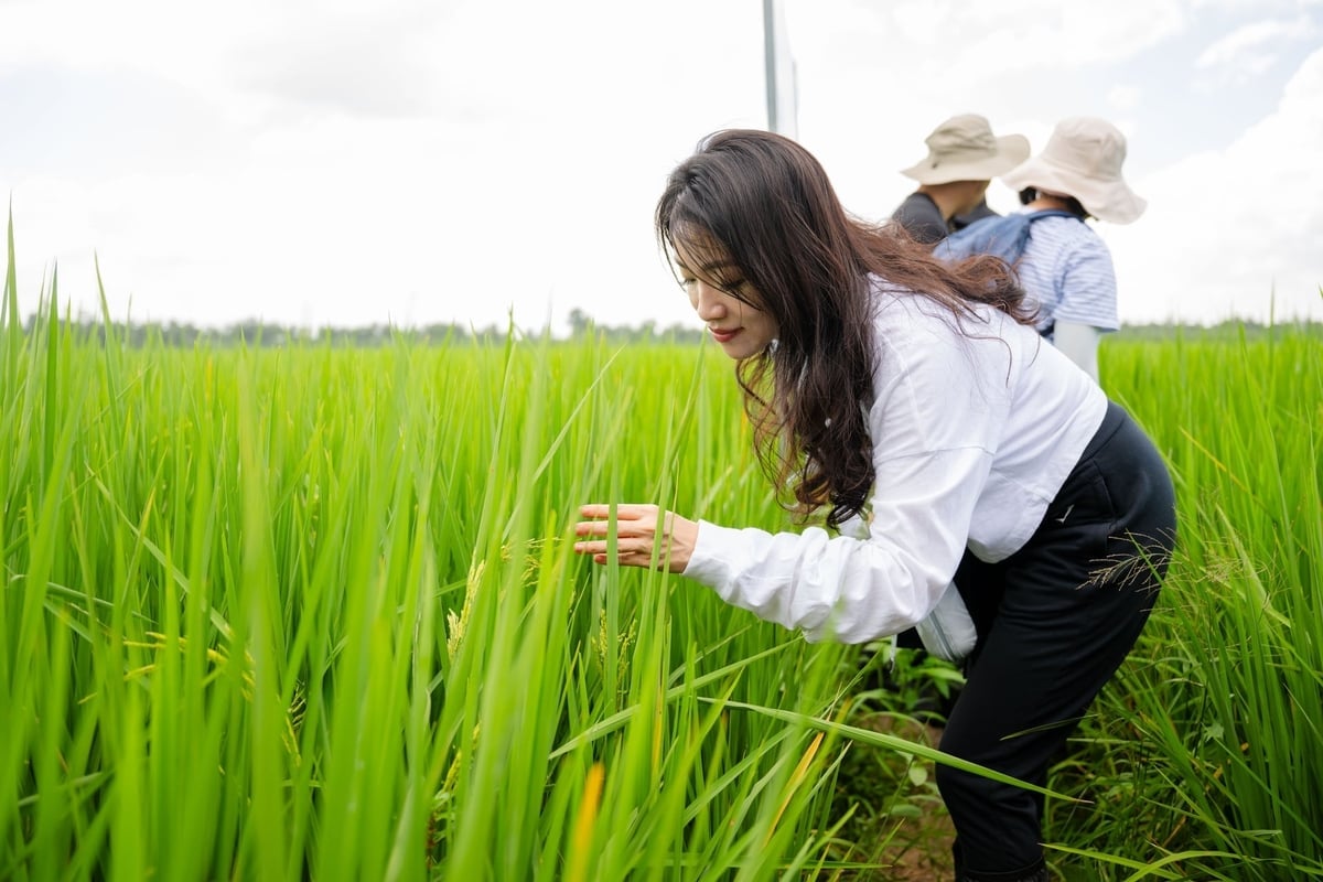 គំរូនេះមានគោលបំណងផលិតអង្ករដែលមានតម្លៃខ្ពស់ មិនប៉ះពាល់ដល់បរិស្ថាន បង្កើនប្រាក់ចំណូលរបស់កសិករ និងរួមចំណែកដល់កិច្ចខិតខំប្រឹងប្រែងកាត់បន្ថយការបំភាយឧស្ម័នផ្ទះកញ្ចក់ និងបំពេញតាមនិន្នាការពិភពលោកនៃការប្រើប្រាស់បៃតង។ រូបថត៖ មិញសាង។ Mô hình hướng đến mục tiêu sản xuất hạt gạo có giá trị cao, thân thiện môi trường, nâng cao thu nhập cho nông dân, đồng thời đóng góp vào nỗ lực giảm phát thải khí nhà kính và đáp ứng xu hướng tiêu dùng xanh toàn cầu. Ảnh: Minh Sáng.