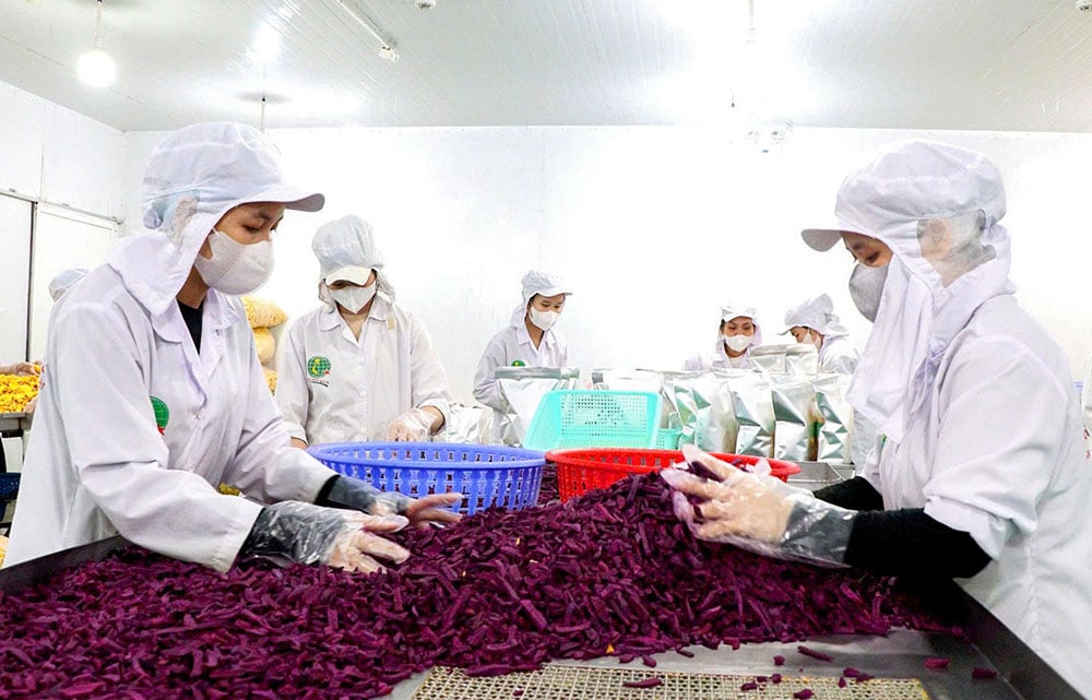 บริษัท Vinh Long ยังคงขยายภาคการผลิตและการแปรรูปอย่างต่อเนื่อง