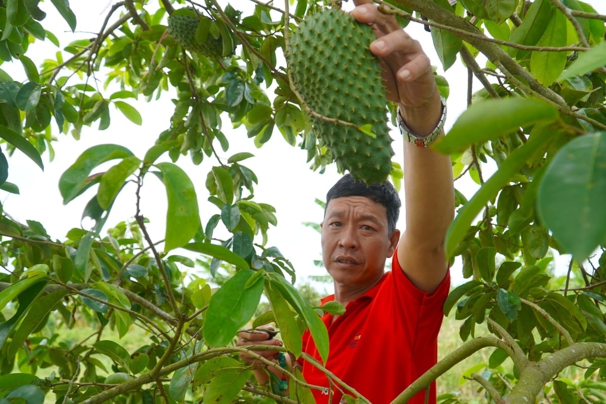 Tran Van Dong Ems familj, som ursprungligen var ett kämpande hushåll i Hamlet 7 (Thoi Hung-kommunen), har uppnått stabila levnadsförhållanden tack vare att ha utvecklat en odlingsmodell för soursop. Foto: Kim Anh. Vốn là hộ khó khăn ở ấp 7 (xã Thới Hưng), cuộc sống gia đình ông Trần Văn Đông Em vươn lên ổn định nhờ phát triển mô hình trồng mãng cầu xiêm. Ảnh: Kim Anh.