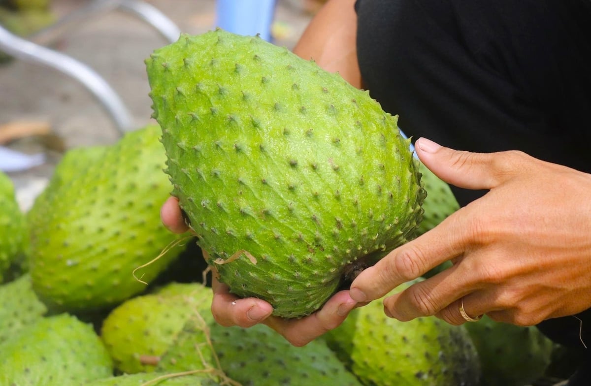Förutom att säljas färsk bearbetas soursop även till många förädlade produkter. Foto: Kim Anh. Ngoài bán trái tươi, mãng cầu xiêm còn được chế biến thành nhiều sản phẩm giá trị gia tăng. Ảnh: Kim Anh.