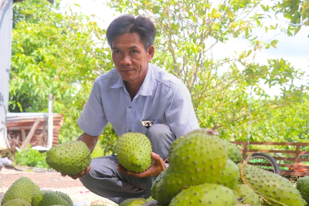 Tack vare effektiv omstrukturering av grödor i kombination med kommunikation om fattigdomsbekämpning har odlingsmodellen för soursop i Thoi Hung visat sig effektiv under årens lopp. Foto: Kim Anh. Nhờ làm tốt công tác chuyển đổi cơ cấu cây trồng kết hợp truyền thông chính sách giảm nghèo, mô hình trồng mãng cầu xiêm ở Thới Hưng đã chứng minh được hiệu quả trong nhiều năm qua. Ảnh: Kim Anh.