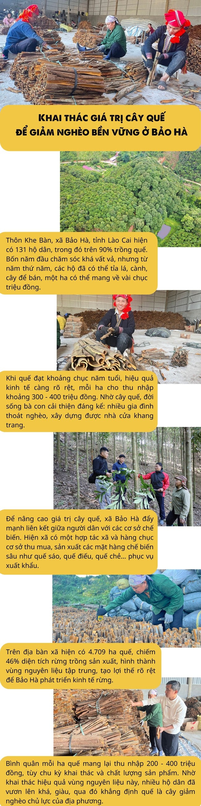 ইনফোগ্রাফিক: লাও কাইয়ের বাও হা-তে টেকসই দারিদ্র্য হ্রাসের জন্য দারুচিনি গাছের মূল্যকে কাজে লাগানো - ছবি ১। Infographic: Khai thác giá trị cây quế để giảm nghèo bền vững ở Bảo Hà, Lào Cai - Ảnh 1.
