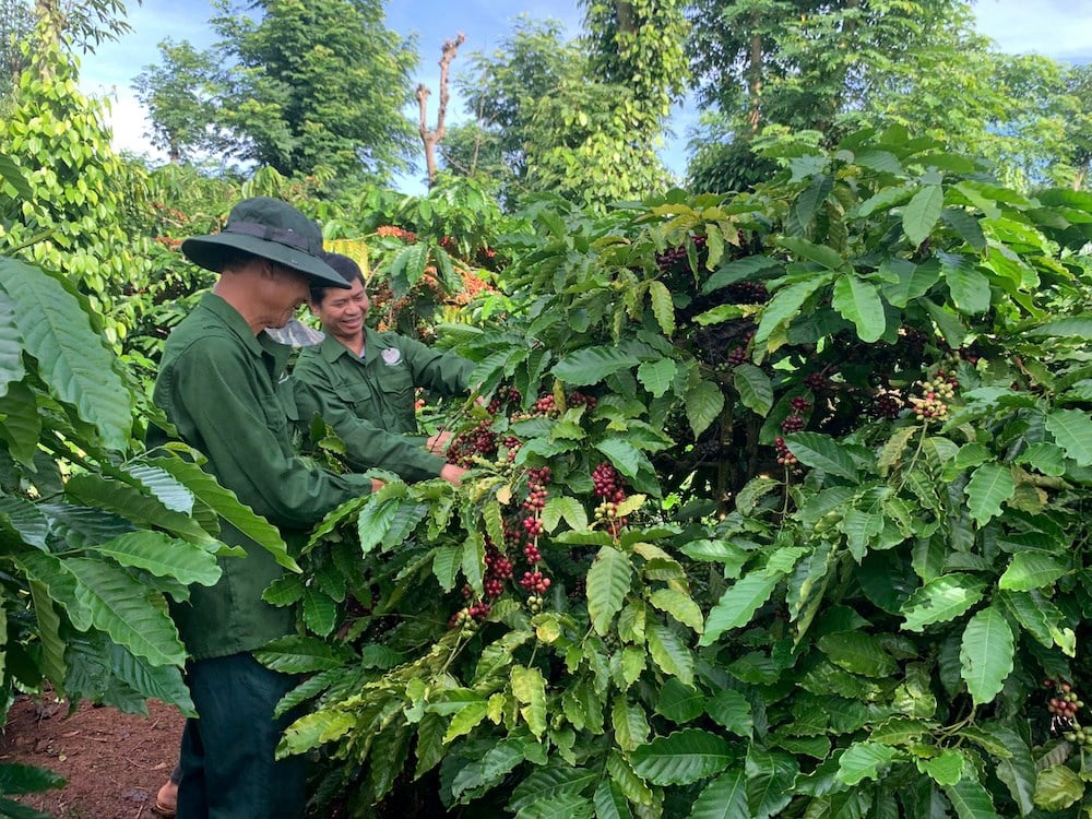 वियतनाम कॉफी दिवस पर विरासत मूल्यों का जश्न मनाते हुए - फोटो 1