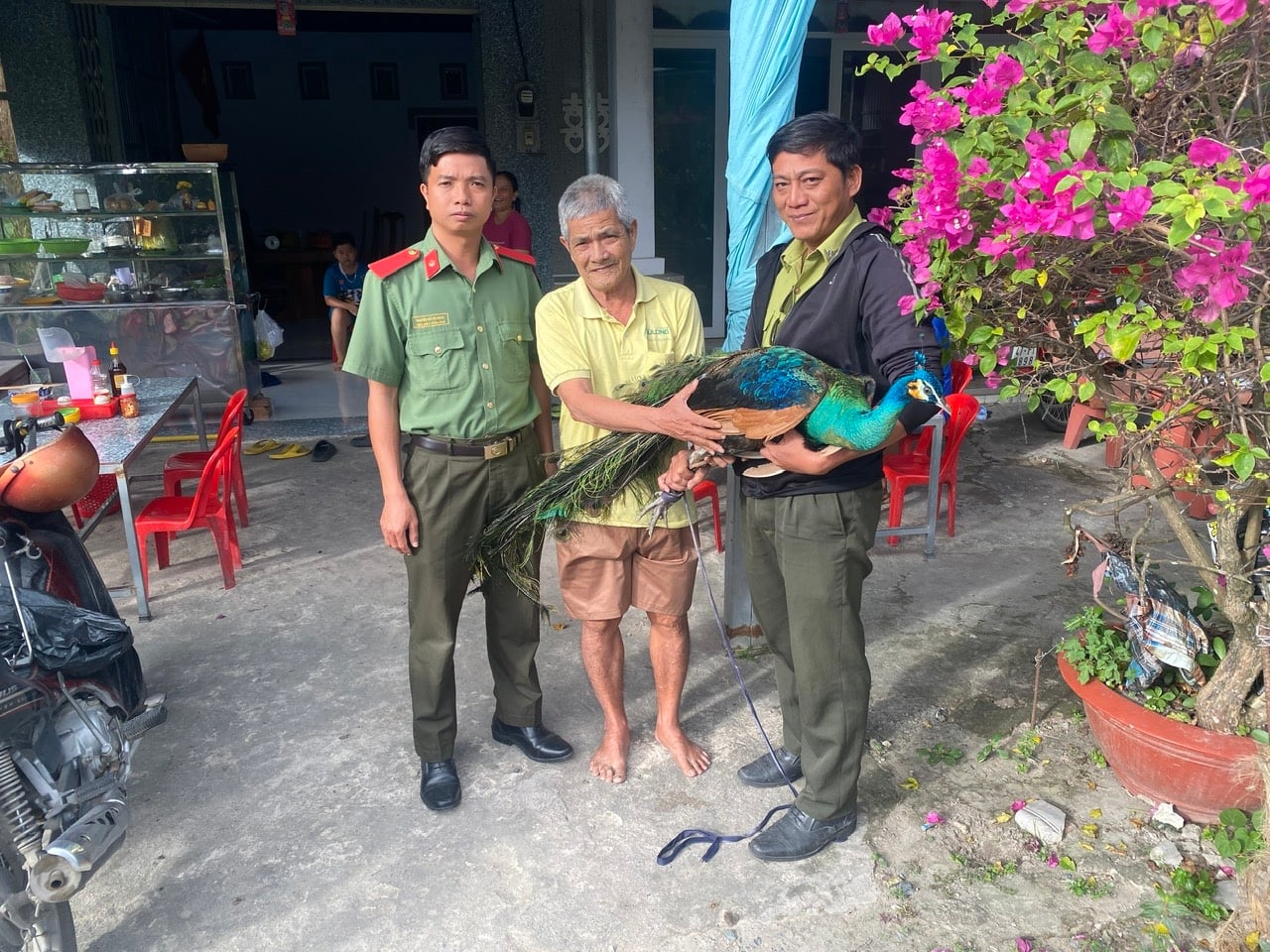 Innbyggere i bydelene Tinh Bien og An Cu overleverte frivillig to påfugler.