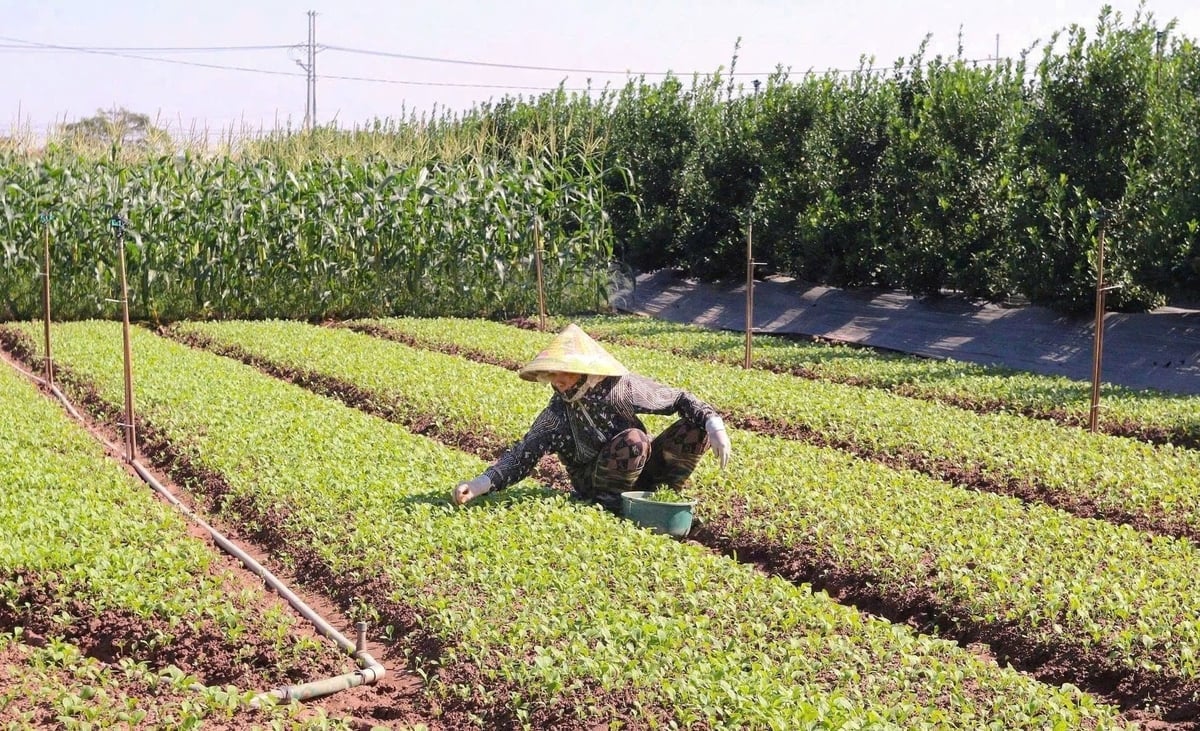 Tyfonerna nr 10 och 11 har gjort att ungefär 40 hektar låglänt mark som tillhör kooperativet inte kunnat återuppta produktionen omedelbart efter att översvämningsvattnet drog sig tillbaka. Foto: Minh Ha. Bão số 10 và 11 đã khiến khoảng 40 ha vùng trũng của HTX chưa thể khôi phục sản xuất ngay sau khi nước rút. Ảnh: Minh Hà.