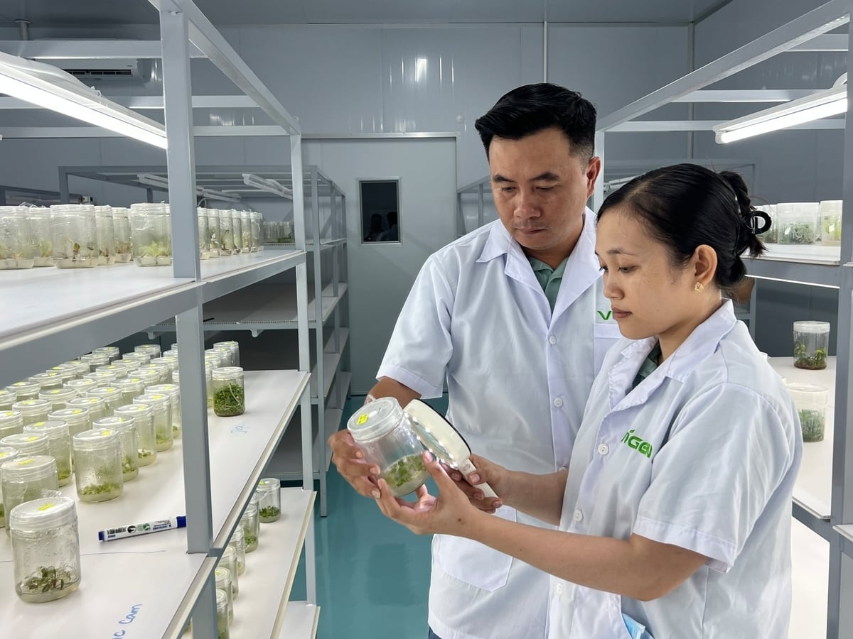 ViGen Biotechnology Co., Ltd. bruker vevskulturteknologi for å masseprodusere frøplanter av høy kvalitet. Foto: Minh Dam. Công ty TNHH Công nghệ sinh học ViGen ứng dụng công nghệ nuôi cấy mô để sản xuất đồng loạt cây giống chất lượng cao. Ảnh: Minh Đảm.
