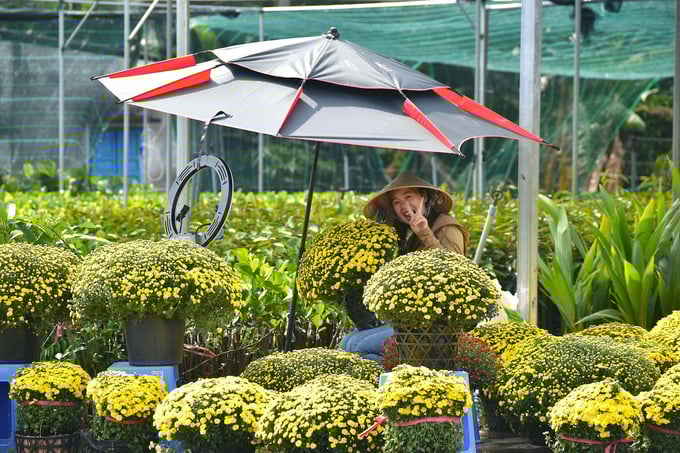 Gartnere i Cho Lach kommune selger prydplanter via sosiale medier. Foto: Minh Dam. Nhà vườn xã Chợ Lách bán hoa kiểng qua mạng xã hội. Ảnh: Minh Đảm.