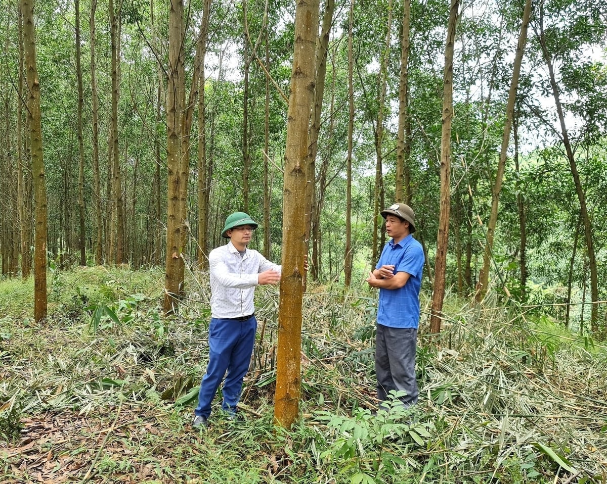 Tuyen Quang implementou diversos programas para se preparar para a participação no mercado de créditos de carbono. Foto: Dao Thanh. Tuyên Quang đã triển khai nhiều chương trình để sẵn sàng tham gia vào thị trường tín chỉ các-bon. Ảnh: Đào Thanh.