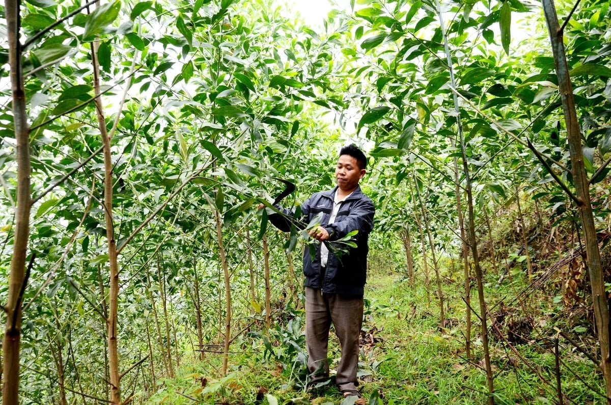 A utilização de créditos de carbono ajudará os proprietários florestais a aumentarem seus rendimentos provenientes das florestas. Foto: Dao Thanh. Hưởng lợi từ dịch vụ tín chỉ các-bon sẽ giúp các chủ rừng tăng thêm nguồn thu từ rừng. Ảnh: Đào Thanh.