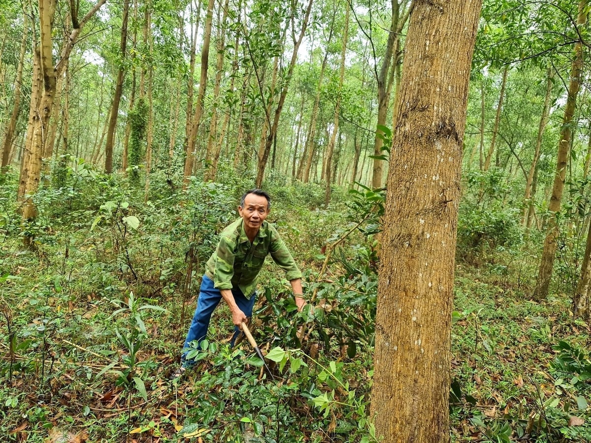 El desarrollo de servicios de créditos de carbono abre nuevas oportunidades para el sector forestal en Tuyen Quang. Foto: Dao Thanh. Phát triển dịch vụ tín chỉ các-bon mở ra cơ hội mới cho ngành lâm nghiệp Tuyên Quang. Ảnh: Đào Thanh.
