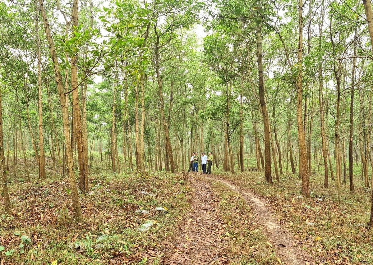 Tuyen Quang es una localidad con gran potencial para el desarrollo y la expansión del mercado de créditos de carbono. Foto: Dao Thanh. Tuyên Quang là địa phương có tiềm năng lớn để phát triển và mở rộng thị trường tín chỉ các-bon. Ảnh: Đào Thanh.