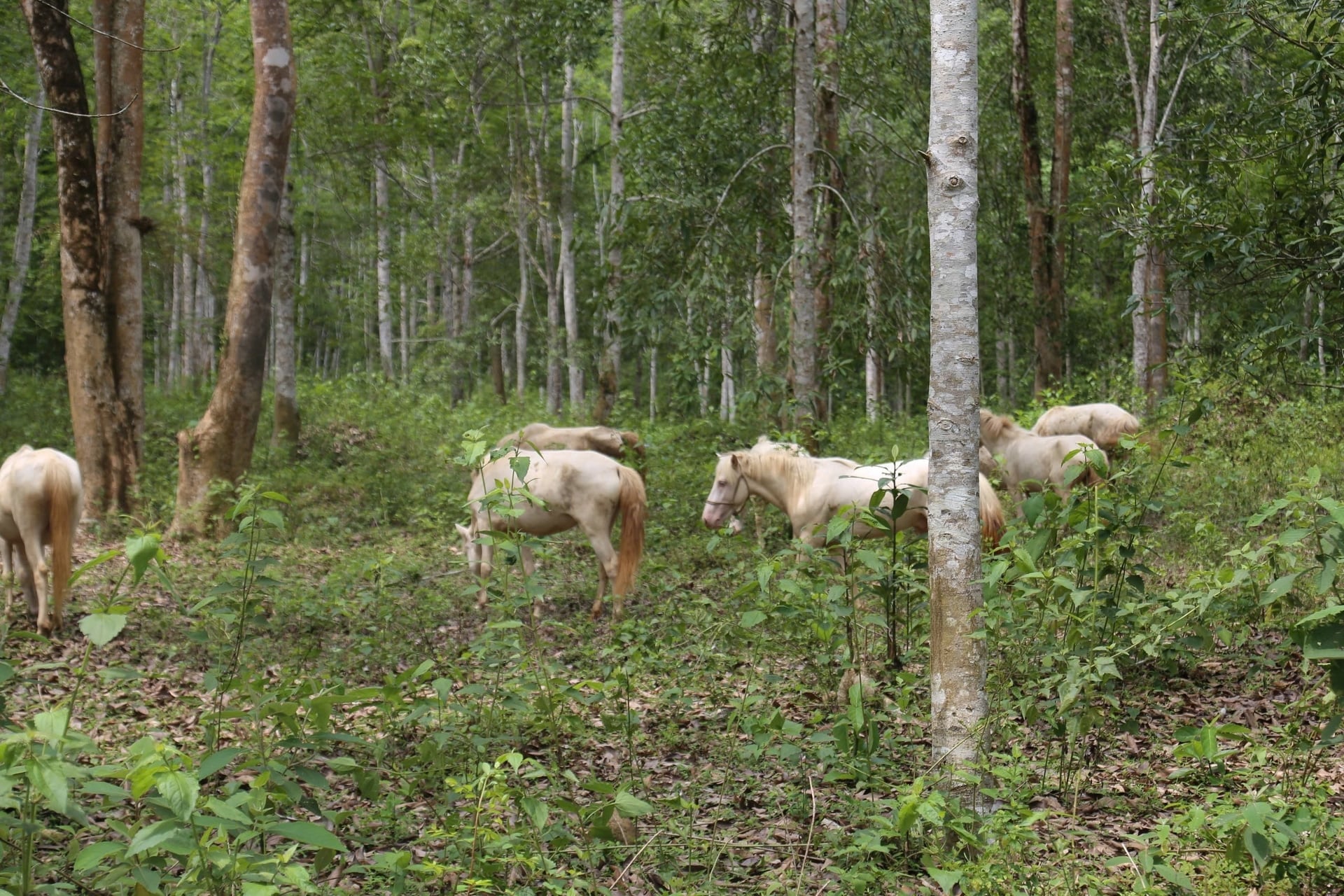 Människor i Lai Chau kombinerar plantering och skogsskydd med hästuppfödning. Foto: Van Tam. Bà con ở Lai Châu kết hợp trồng, bảo vệ rừng và chăn nuôi ngựa. Ảnh: Vạn Tâm.