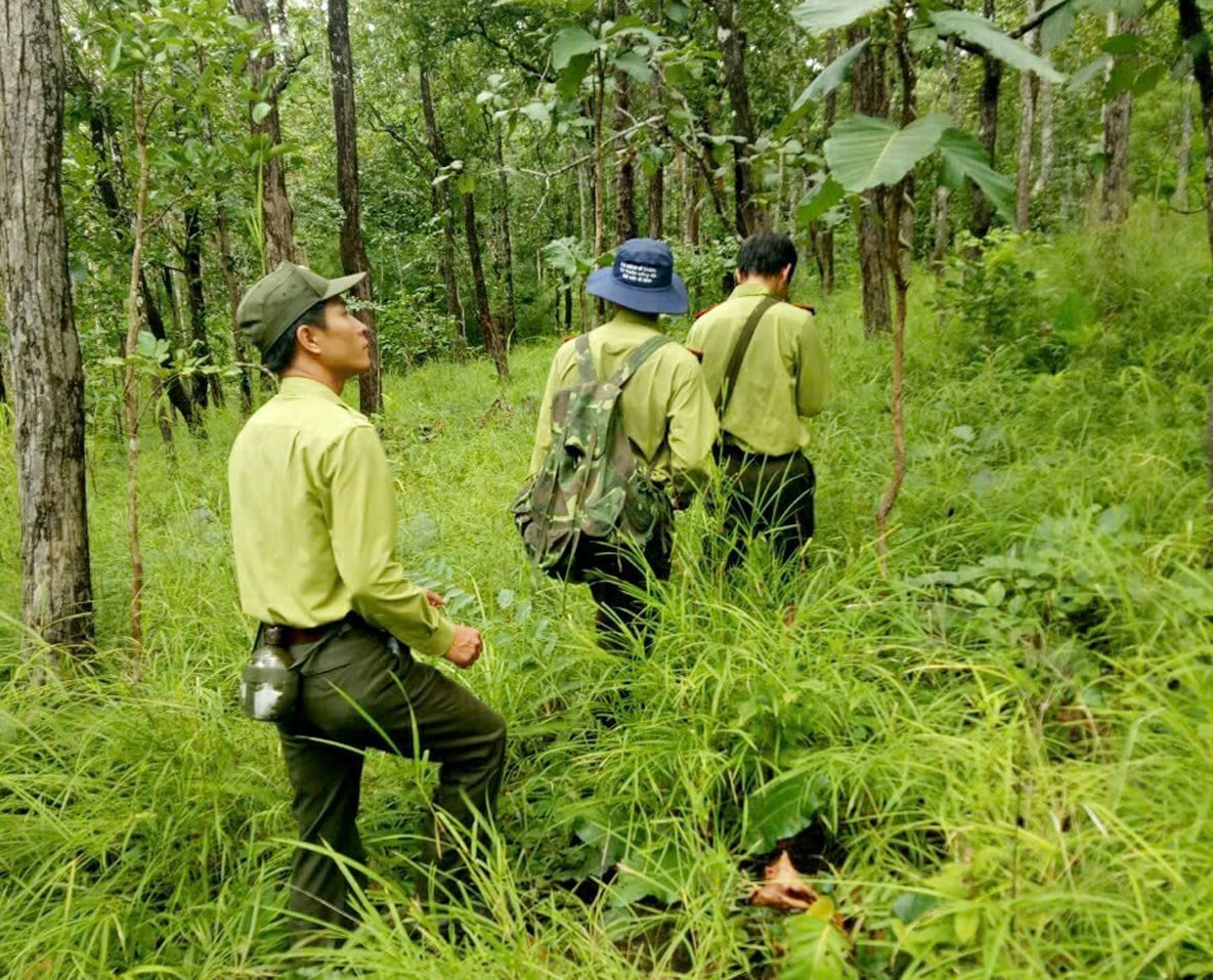 พื้นที่กว้างใหญ่และกำลังคนที่มีจำกัด ทำให้การอนุรักษ์ป่าในอุทยานแห่งชาติโยกดอนเป็นเรื่องที่ท้าทายมาก ภาพ: อุทยานแห่งชาติโยกดอน Diện tích lớn, lực lượng 'mỏng' khiến công tác bảo vệ rừng tại Vườn quốc gia Yok Đôn gặp nhiều khó khăn. Ảnh: Vườn quốc gia Yok Đôn.