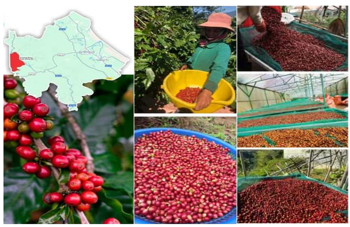 Skydd av den geografiska beteckningen Bảo hộ chỉ dẫn địa lý “Khe Sanh” cho sản phẩm cà phê- Ảnh 1.