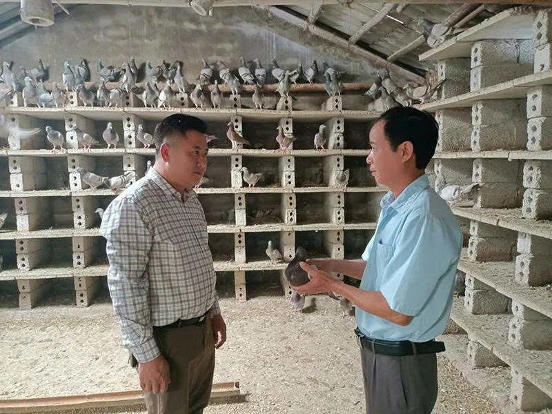 Faire fortune en élevant des pigeons français.