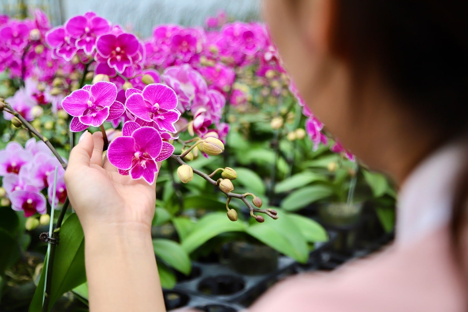 ຂໍຂອບໃຈກັບການດູແລທີ່ດີ, ແຕ່ລະຕົ້ນມີດອກປະມານ 13-14 ດອກ. ໂດຍສະເພາະ, 100% ຂອງພືດຢູ່ໃນປະເພດ A (ມີ 9 ດອກຫຼືຫຼາຍກວ່ານັ້ນ). Nhờ chăm sóc tốt, mỗi cây đạt trung bình 13-14 bông. Đặc biệt, 100% số cây đều nằm trong nhóm loại A (có từ 9 bông trở lên).