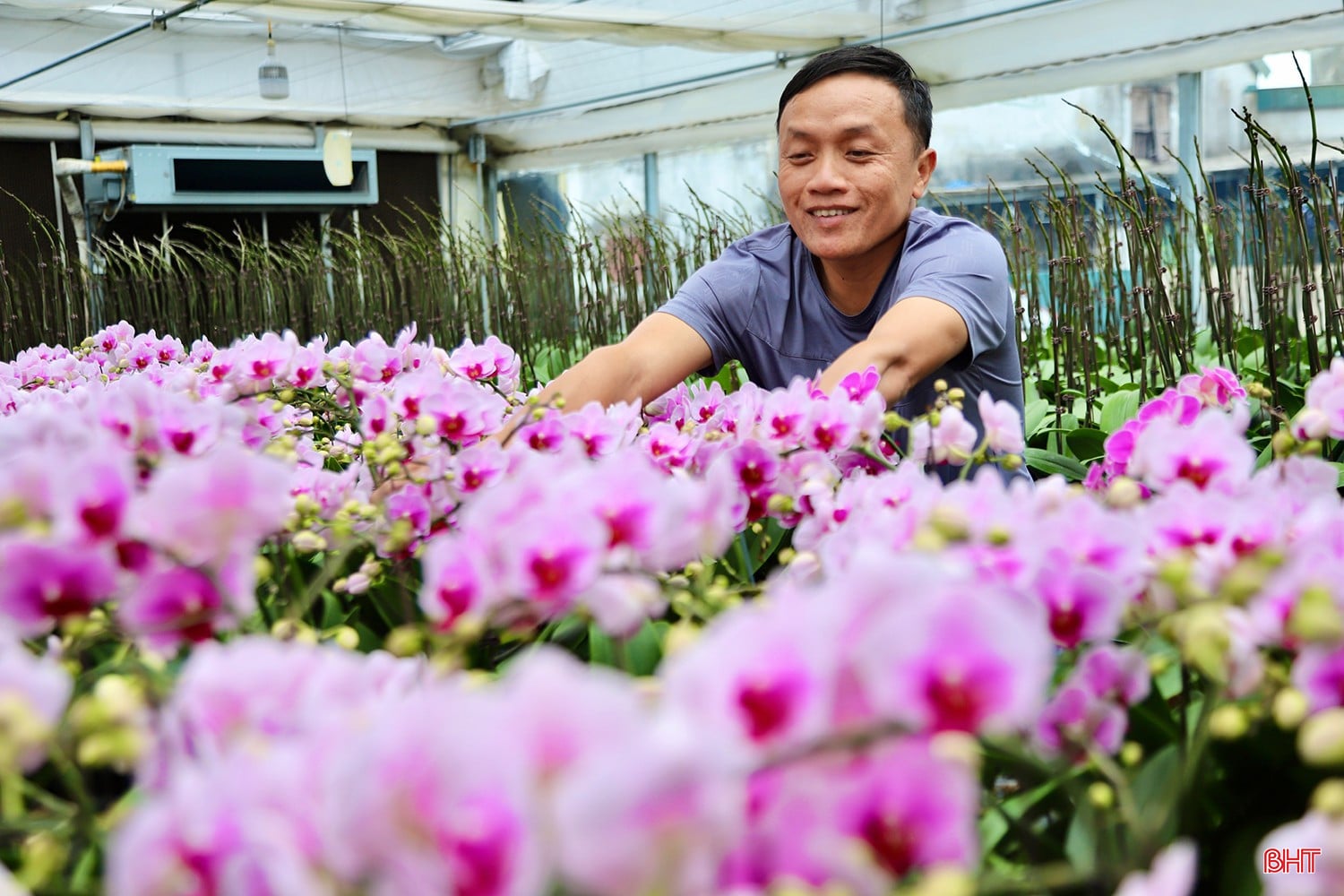 ປະຈຸບັນ, ບໍລິສັດ Tri Duc Ha Tinh ຈຳກັດ ປູກກ້ວຍໄມ້ Phalaenopsis ຫຼາຍກວ່າ 22 ຊະນິດ, ໃນນັ້ນມີດອກກຸຫຼາບທີ່ໂດດເດັ່ນເຊັ່ນ: ດອກກຸຫຼາບແດງ, ດອກກຸຫຼາບ ແລະ ສີເຫຼືອງ Phalaenopsis. Công ty TNHH Trí Đức Hà Tĩnh hiện đang trồng hơn 22 giống hoa lan hồ điệp khác nhau, trong đó nổi bật như: đỏ cherry, hồng phát tài, vàng cách cách…