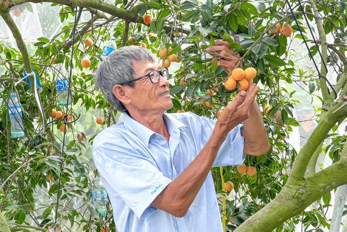 Herr Huynh Van Cap – en banebrytende bonde som gjorde den søte pomelo-sorten til en lokal spesialitet.