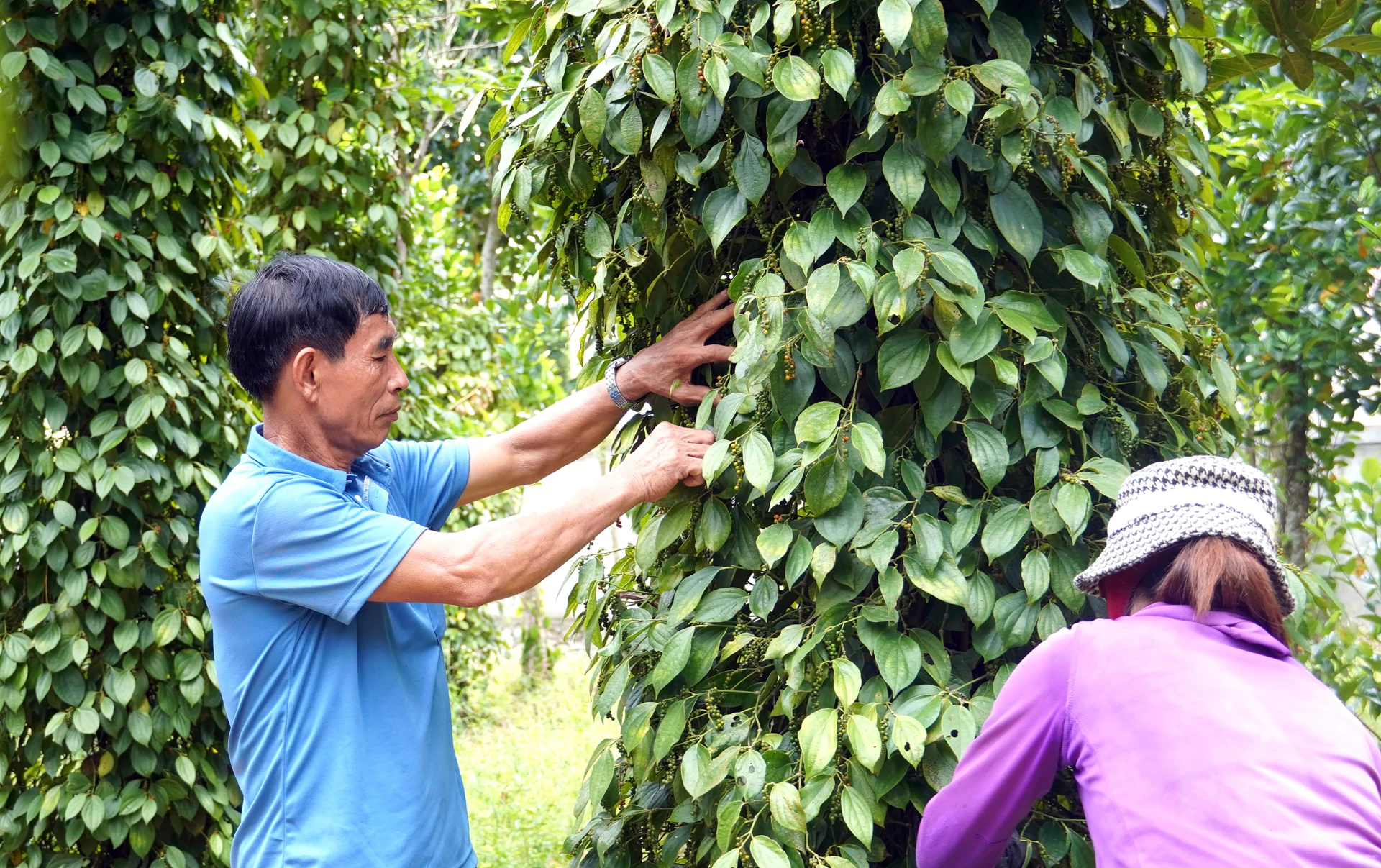 ผ่านโครงการนี้ ครัวเรือนจำนวนมากได้รับโอกาสในการพัฒนาการผลิตและสร้างรายได้ที่ยั่งยืน - ภาพ: H.L