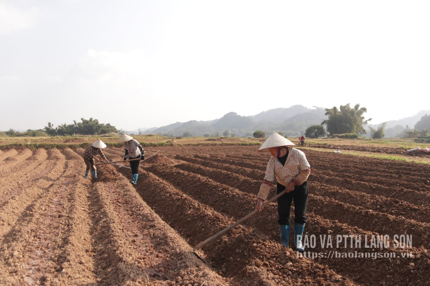 Фермеры в деревне Ко Луонг, район Ки Луа, готовят почву для посадки картофеля.