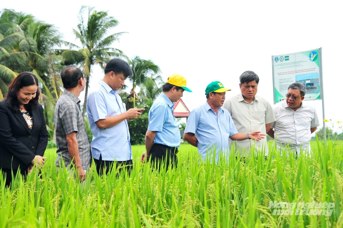 משלחת ממשרד החקלאות והסביבה ביקרה בדונג ת'אפ כדי לבחון מודל של ייצור אורז איכותי ודחוי פליטות, במטרה להעריך את יעילות הרה-ארגון החקלאי לקראת קיימות. צילום: לה הואנג וו. Đoàn công tác của Bộ Nông nghiệp và Môi trường đến Đồng Tháp khảo sát mô hình sản xuất lúa chất lượng cao, phát thải thấp nhằm đánh giá hiệu quả tái cơ cấu nông nghiệp theo hướng bền vững. Ảnh: Lê Hoàng Vũ.