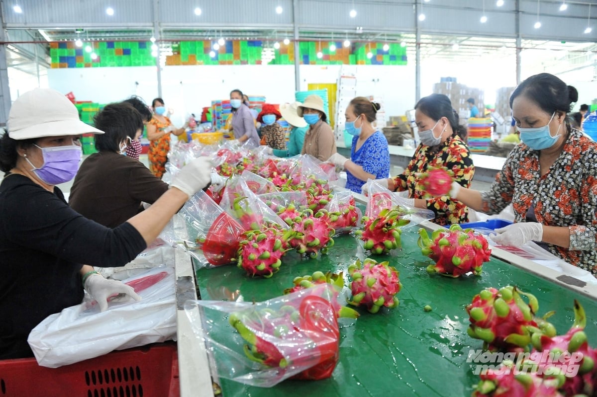 עובדים במתקן לאריזת פרי דרקון בהתאם לתקני יצוא תורמים להגדלת ערך תעשיית הפירות המרכזית של דונג ת'אפ. צילום: לה הואנג וו. Công nhân tại cơ sở đóng gói thanh long đạt chuẩn xuất khẩu, góp phần nâng giá trị ngành hàng trái cây chủ lực của Đồng Tháp. Ảnh: Lê Hoàng Vũ.