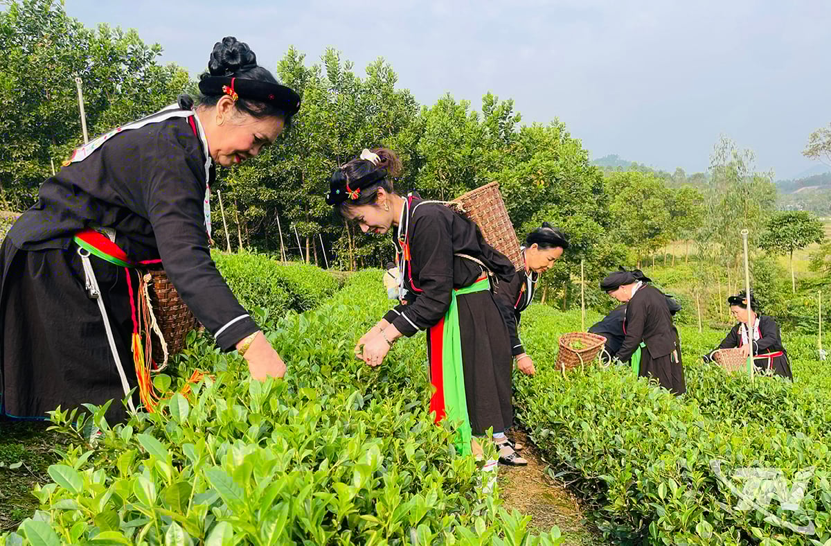 The Van Phu Tea Cooperative creates sustainable livelihoods for the local people.
