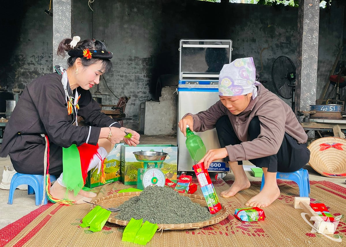 The Van Phu Tea Cooperative collaborates with many households, creating regular employment opportunities.