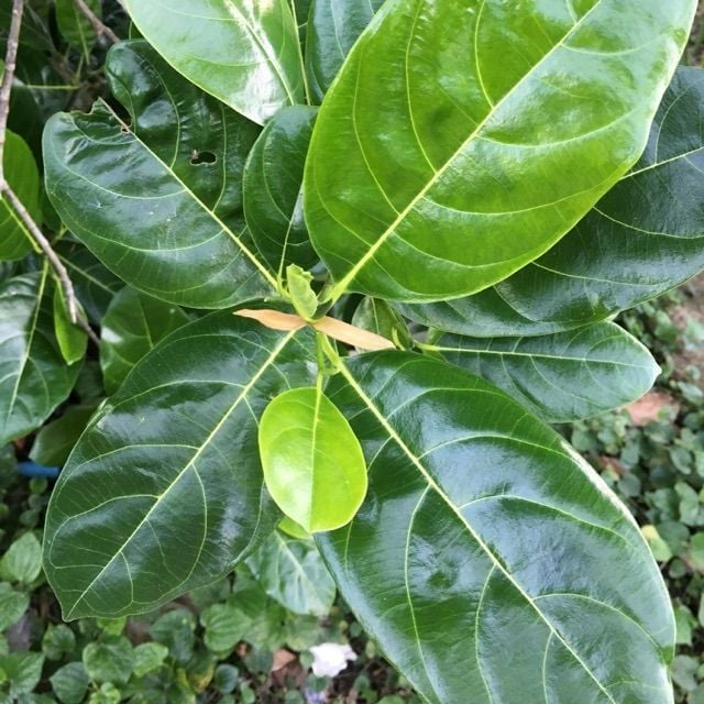 5 moduri de a folosi frunzele de jackfruit pentru tratarea bolilor - Fotografia 1. 5 cách dùng lá mít chữa bệnh- Ảnh 1.