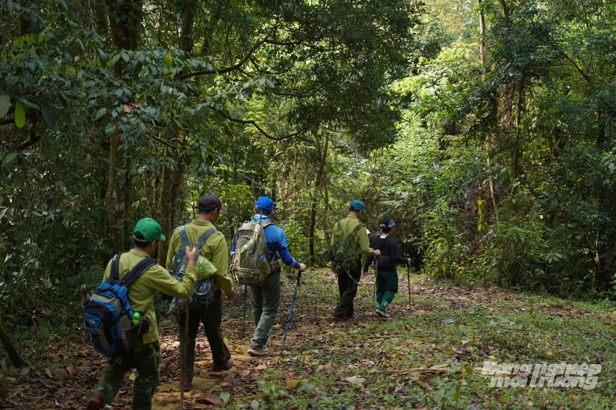 មន្ត្រីឧទ្យានជាតិ Xuan Lien ដើរល្បាតព្រៃ។ រូបថត៖ Quoc Toan។ Cán bộ Vườn quốc gia Xuân Liên tuần tra rừng. Ảnh: Quốc Toản.