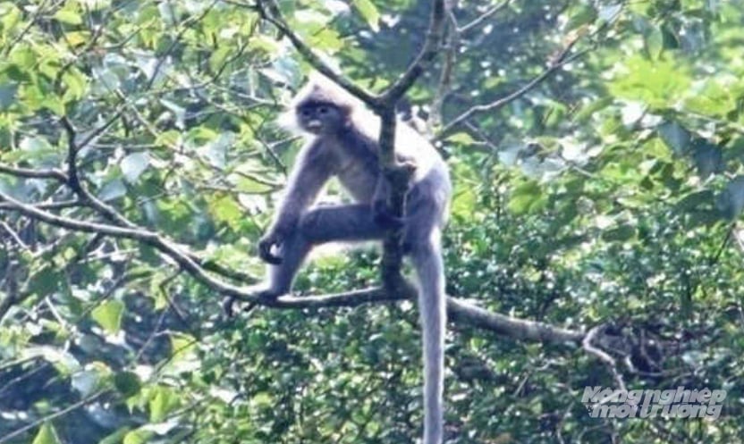 Grey langurs នៅឧទ្យានជាតិ Xuan Lien ។ រូបថតពីកាសែតកសិកម្ម និងបរិស្ថាន។ Voọc xám tại Vườn quốc gia Xuân Liên. Ảnh tư liệu của Báo Nông nghiệp và Môi trường.