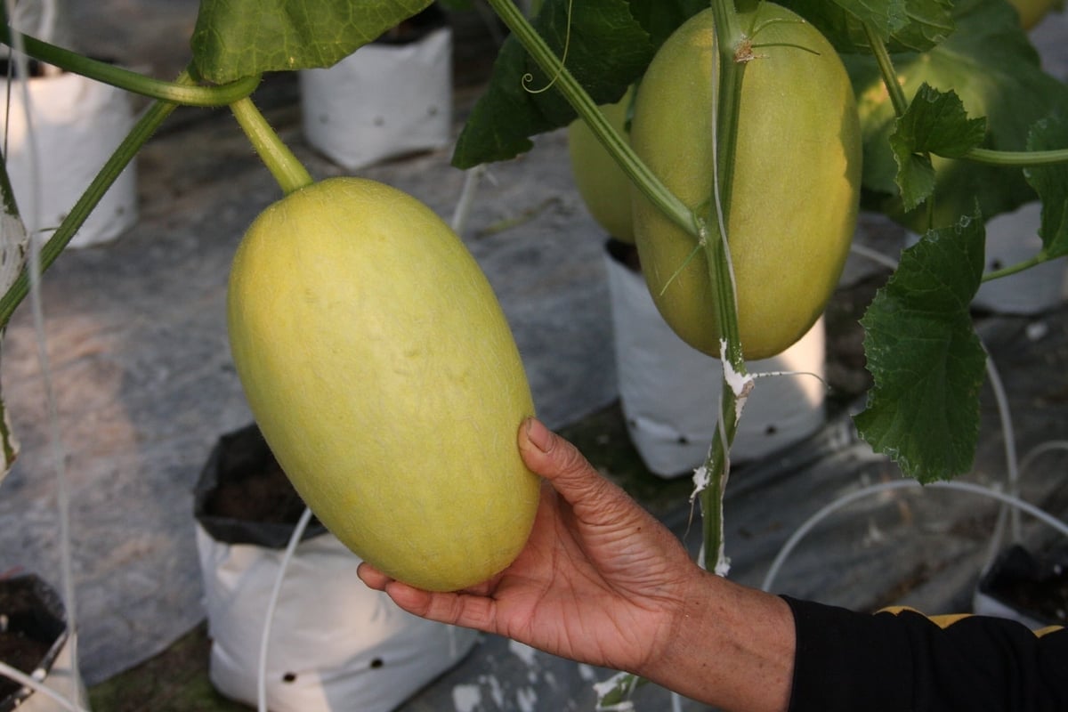 V obci Thuong Hong ve městě Hai Phong není každý meloun jen výsledkem tvrdé práce, ale také důkazem toho, že farmáři získávají přístup k novým znalostem prostřednictvím různých informačních kanálů. Foto: Xuan Phuong. Ở xã Thượng Hồng, TP. Hải Phòng, mỗi trái dưa không chỉ là kết quả lao động mà còn là minh chứng cho việc nông dân tiếp cận tri thức mới thông qua nhiều kênh thông tin khác nhau. Ảnh: Xuân Phương.