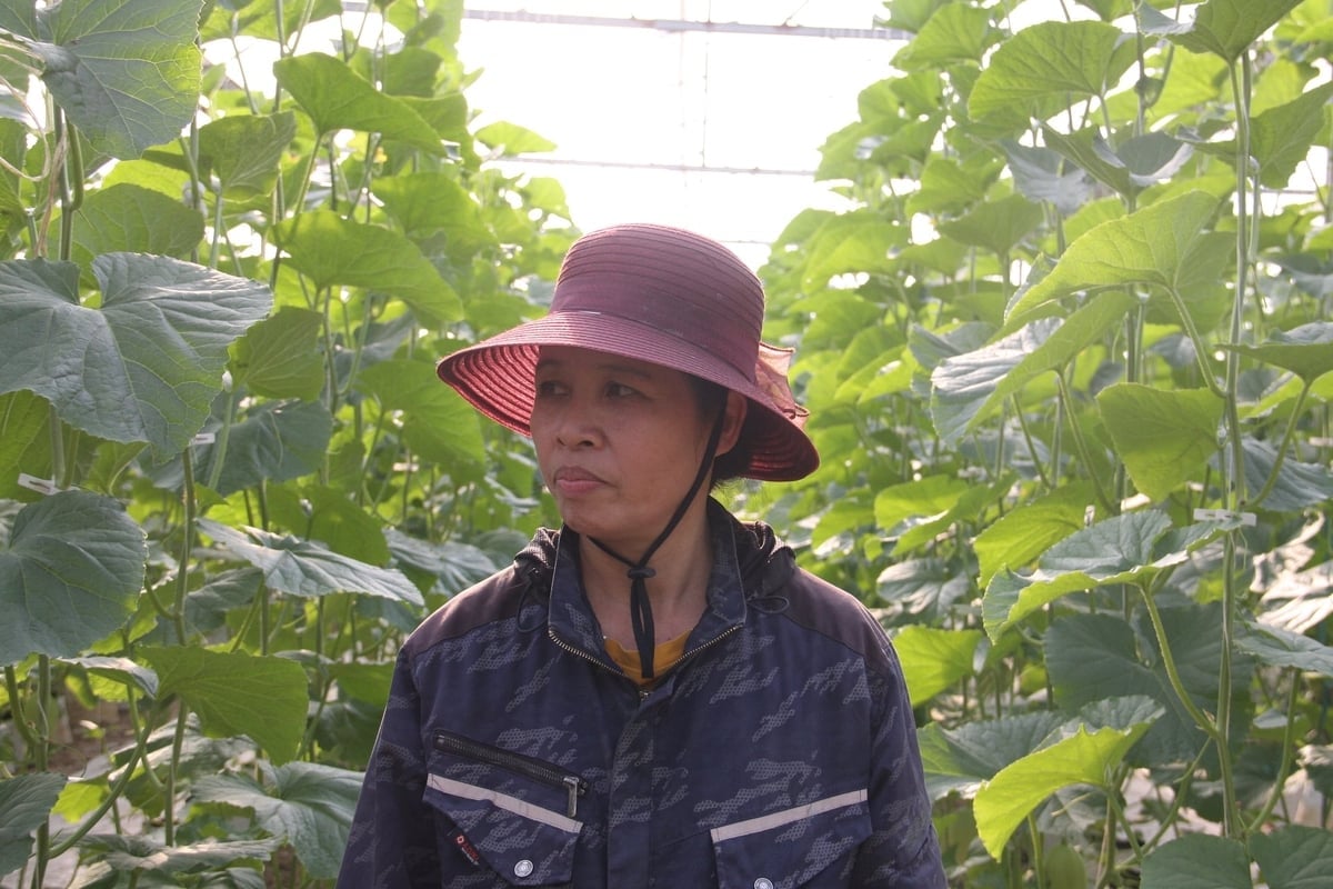 Podle paní Le Thi Ly je pro minimalizaci ztrát nesmírně důležité neustále aktualizovat informace o předpovědích počasí, hubení škůdců a zemědělských technikách. Foto: Pham Hoang. Theo bà Lê Thị Ly, việc tiếp tục cập nhật thông tin về dự báo thời tiết, phòng chống dịch hại và kỹ thuật canh tác là vô cùng quan trọng để giảm thiệt hại. Ảnh: Phạm Hoàng.