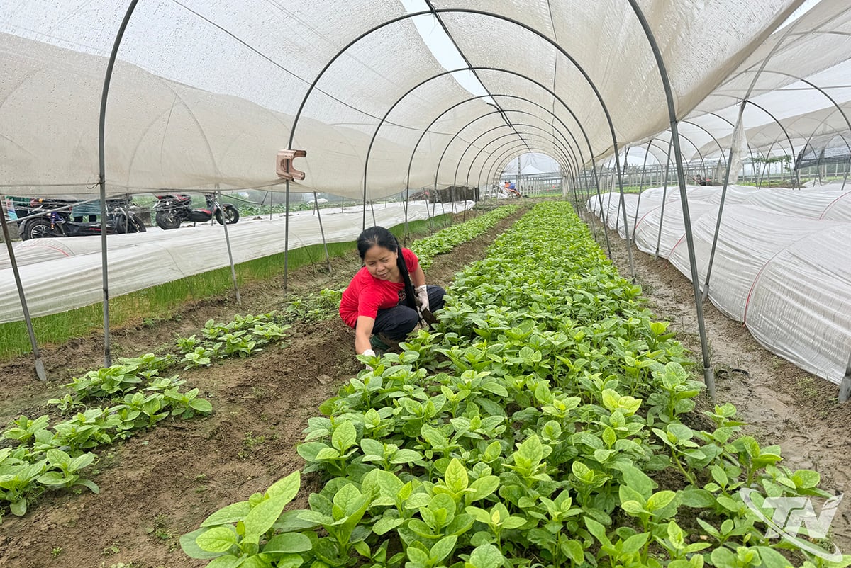 Cirka 70 % av hushållen i byn Cau Thanh 1 försörjer sig på att odla grönsaker.