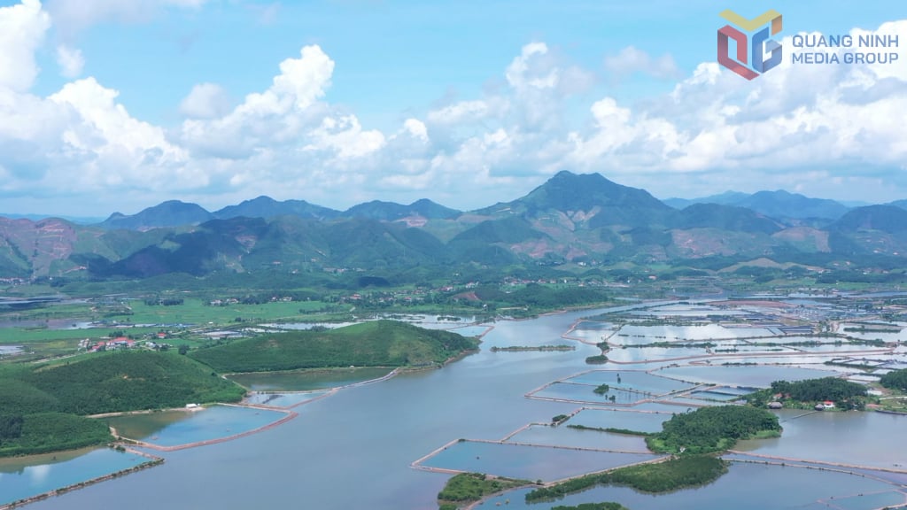 By 2025, the total area for shrimp farming in the province will exceed 7,500 hectares.