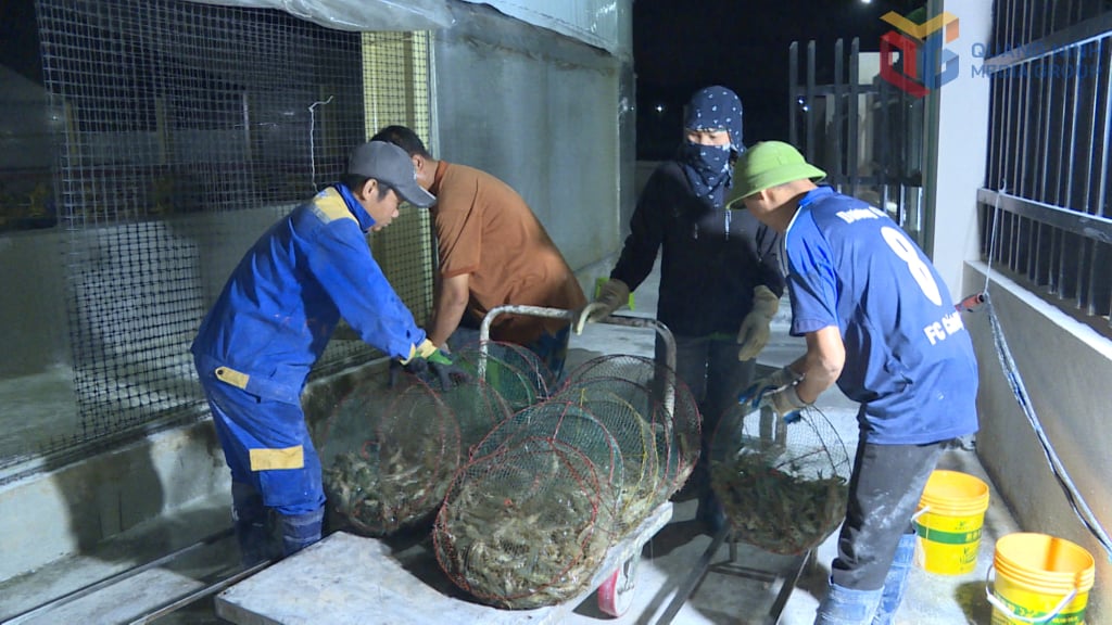 The Cam Pha High-Tech Shrimp Farming Cooperative applies a three-stage farming technology, yielding over 30 tons per month.