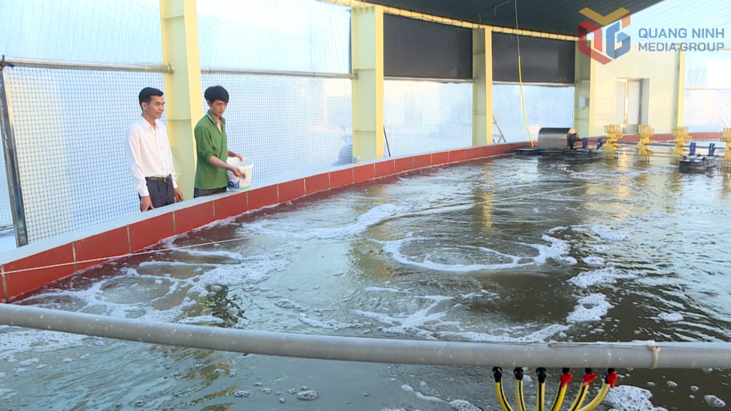Shrimp farming requires a good environment for the shrimp to be healthy and productive.