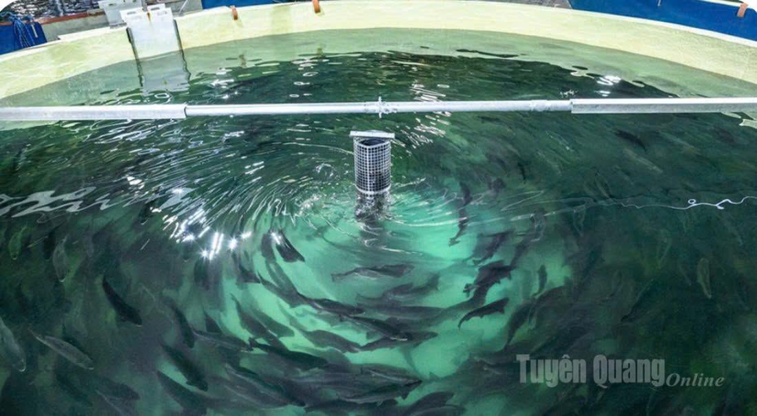 Pengunjung dapat melakukan tur ke peternakan salmon. (Foto: Kontributor)