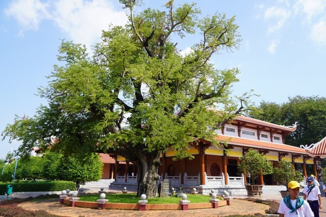 꽝쭝 박물관의 타마린드 나무와 우물에는 떠이선 왕조의 정신이 반영되어 있다 - 사진 5. Hào khí nhà Tây Sơn từ cây me và giếng nước tại Bảo tàng Quang Trung - Ảnh 5.