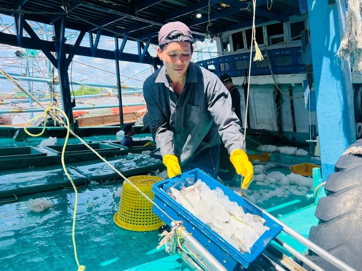 Proyek ini berfokus pada membimbing dan mendukung nelayan dalam beralih ke metode penangkapan ikan alternatif, berkontribusi pada mata pencaharian yang stabil, peningkatan pendapatan, dan secara bertahap mengurangi ketergantungan pada kegiatan penangkapan ikan di perairan dangkal. Foto: Trong Linh. Đề án tập trung định hướng hỗ trợ ngư dân chuyển đổi nghề khai thác thủy sản, góp phần ổn định sinh kế, nâng cao thu nhập, giảm dần sự phụ thuộc vào hoạt động khai thác ven bờ. Ảnh: Trọng Linh.