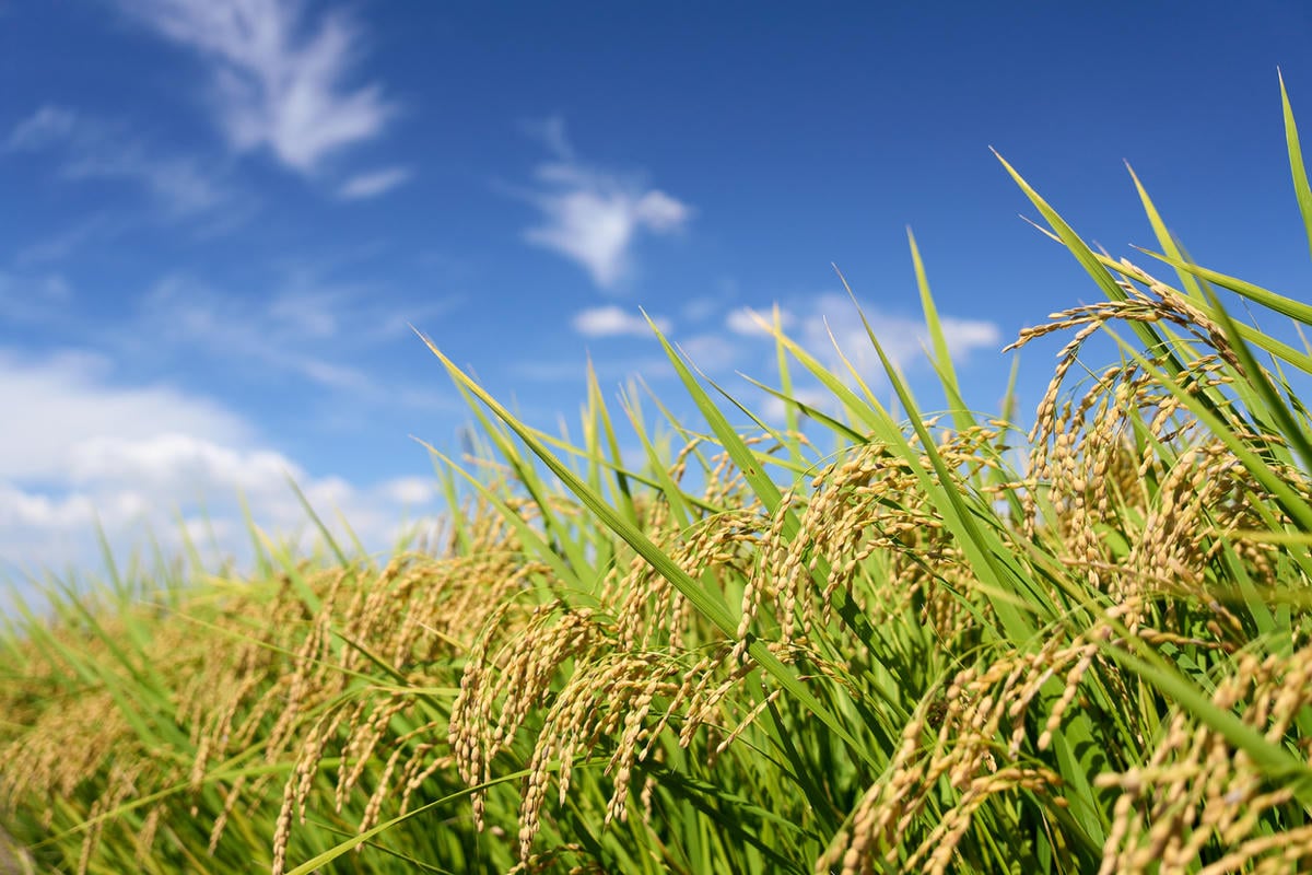 דגימות אורז שעברו שינוי בטכנולוגיית CRISPR/Cas9 הראו הצטברות מוגברת של ברזל ואבץ וירידה בספיגת קדמיום, על פי תוצאות ניתוח בלתי תלוי.