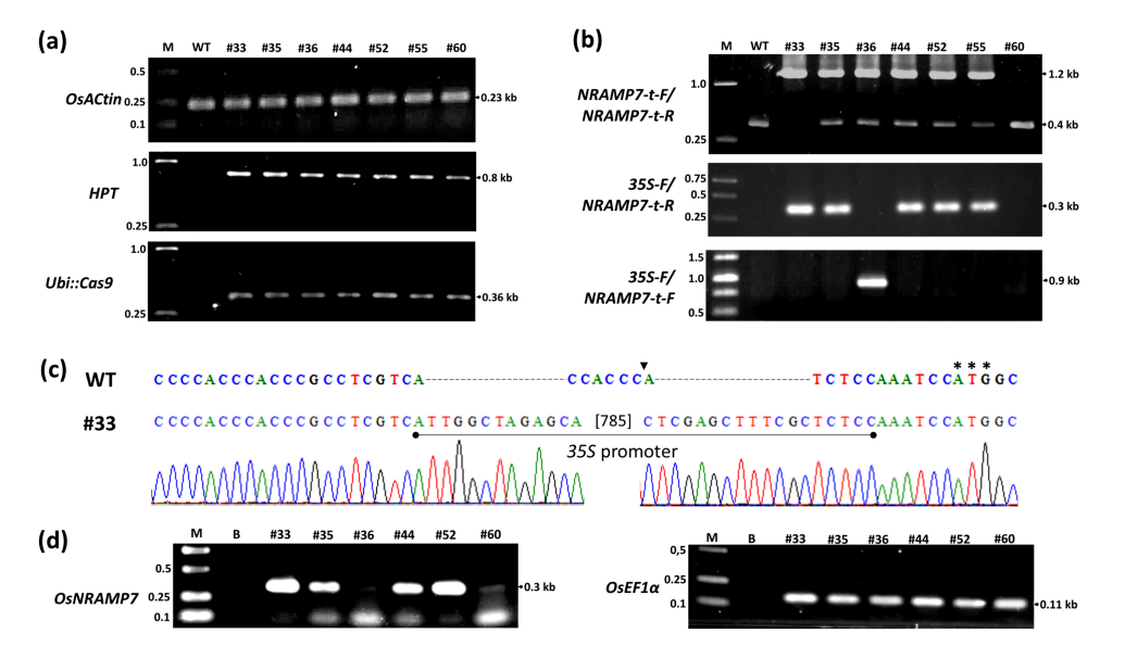 מאפיינים מולקולריים של קו האורז הטרנסגני TBR225 T0.