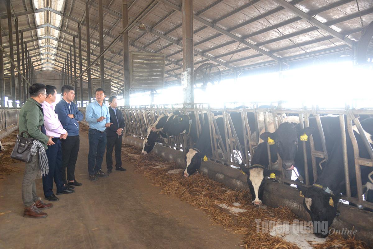 Pusat Pembiakan Ternakan Pusat dan pemimpin Jabatan Penternakan, Perubatan Veterinar dan Perikanan Wilayah telah melawat ladang tenusu Syarikat Saham Bersama Ho Toan.