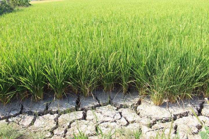 Hoàn thành nghiên cứu chỉnh sửa gen nâng cao khả năng chống chịu cho giống lúa Việt Nam - Ảnh 2.