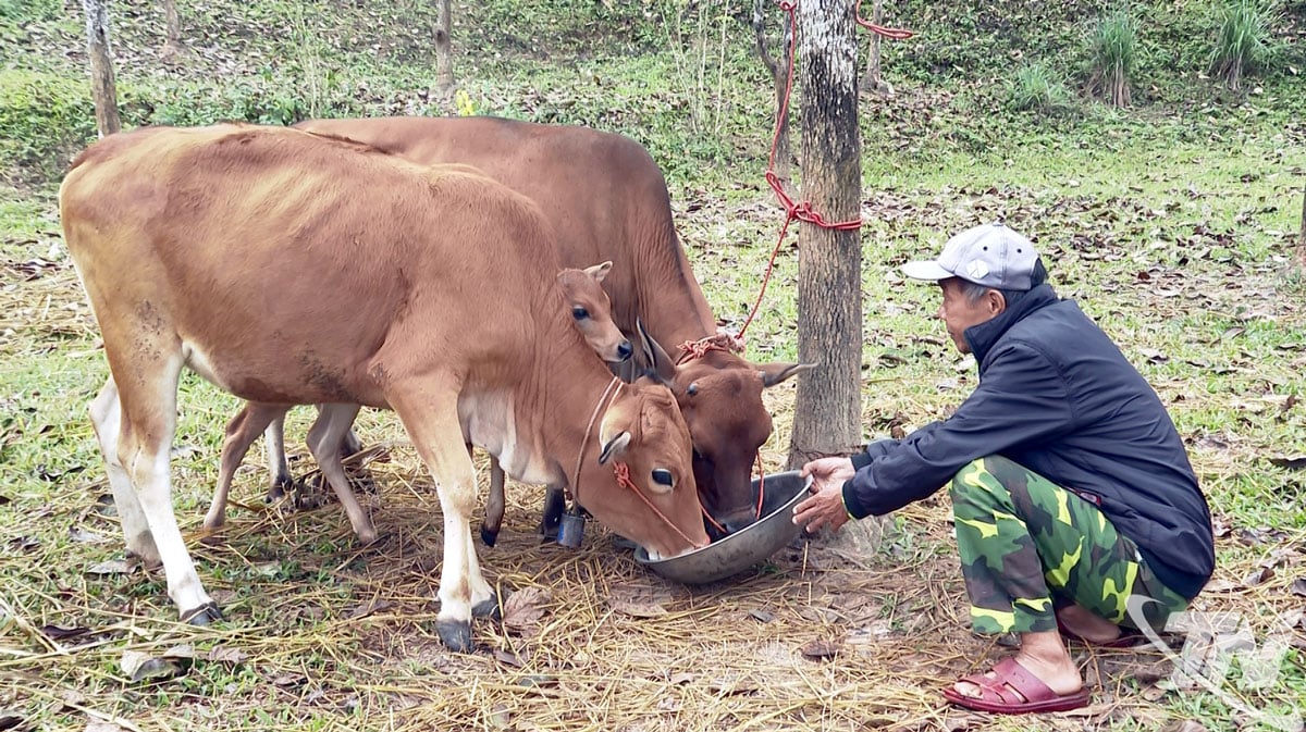 Mendukung pengembangan mata pencaharian dari peternakan di desa Pac Phai.