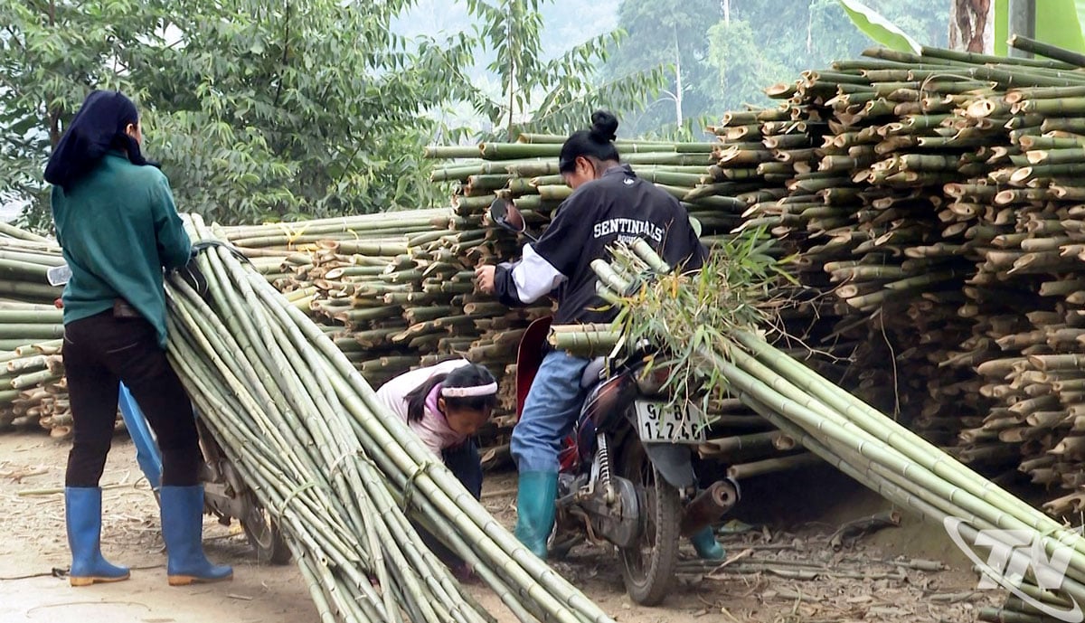 Pengembangan budidaya bambu merupakan salah satu kekuatan beberapa desa dataran tinggi di komune Cho Ra.