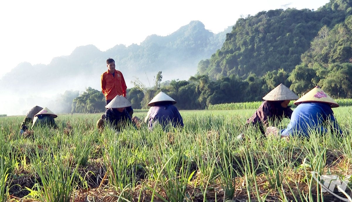 Pelaksanaan proyek kolaboratif dalam budidaya bawang dan tanaman obat di komune Cho Ra akan menciptakan lapangan kerja dan meningkatkan pendapatan bagi masyarakat setempat.